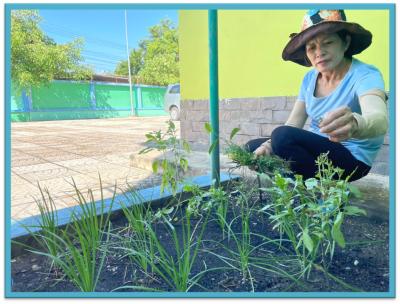 Các cô cấp dưỡng trường Mầm non Hoa Mai tham gia mô hình “Nếp sống văn hóa – Văn minh đô thị”, tạo mảng xanh – sạch - đẹp trong vườn trường.