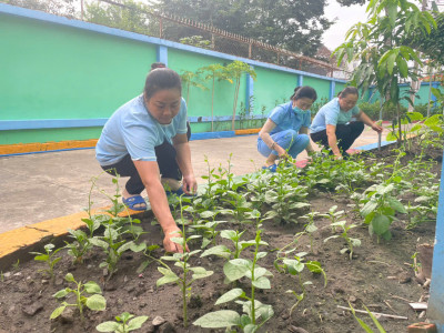 Vườn rau đa dạng của các cô cấp dưỡng trường mầm non Hoa Mai